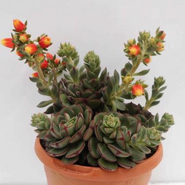 Echeveria joan daniel